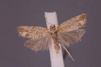 Pelochrista caecimaculana