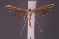 Emmelina monodactyla