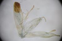 Emmelina monodactyla