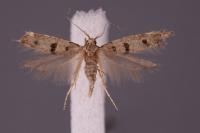 Deltophora stictella