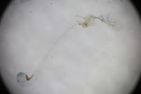 Deltophora stictella
