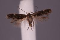 Aproaerema suecicella