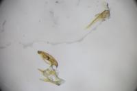 Aproaerema suecicella