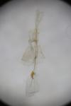 Caryocolum vicinellum