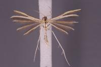 Merrifieldia spicidactyla