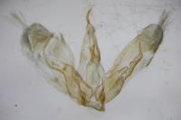 Merrifieldia spicidactyla