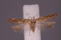 Ephysteris diminutella