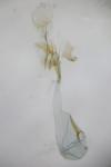 Ephysteris diminutella