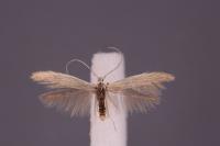 Coleophora lineolea