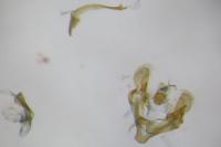 Coleophora lineolea