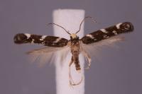 Eteobalea albiapicella