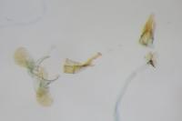 Eteobalea albiapicella