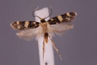 Oegoconia uralskella uralskella