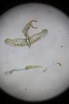 Oegoconia uralskella uralskella