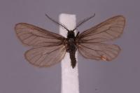 Heterogynis penella