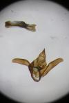 Heterogynis penella
