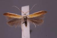 Coleophora vulpecula