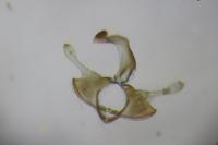 Coleophora vulpecula