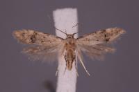 Teleiodes vulgella