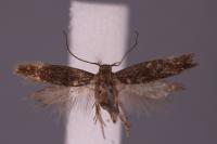 Aproaerema suecicella