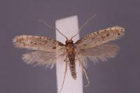 Ateliotum petrinella