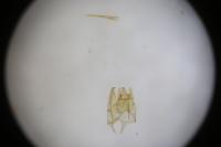 Ateliotum petrinella