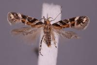 Aristotelia subericinella
