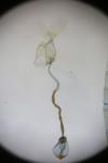 Aristotelia subericinella