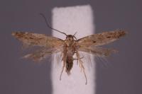 Stomopteryx remissella
