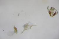 Stomopteryx remissella