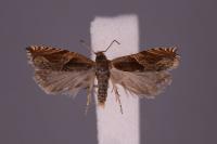 Ancylis comptana