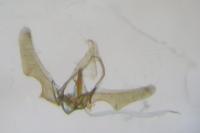 Ancylis comptana