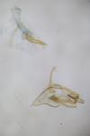 Megacraspedus dolosellus