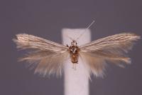 Coleophora chamaedriella