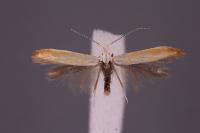 Coleophora vulpecula