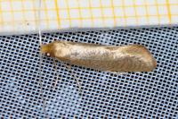 Nematopogon