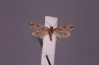 Ancylis comptana
