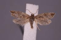 Ancylis comptana