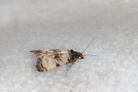 Cochylichroa atricapitana