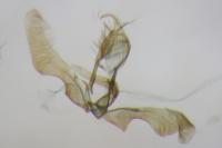 Ancylis comptana