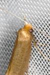 Nematopogon