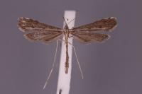 Agdistis satanas