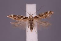 Aristotelia subericinella