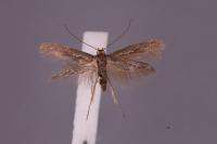 Scythris dissimilella