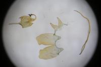 Scythris dissimilella