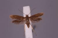 Scythris binotiferella