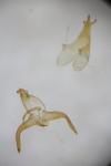Scythris binotiferella