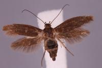 Scythris binotiferella