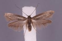 Scythris grandipennis