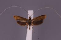 Nemophora metallica